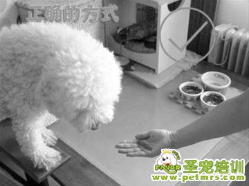 狗狗吃雞肝