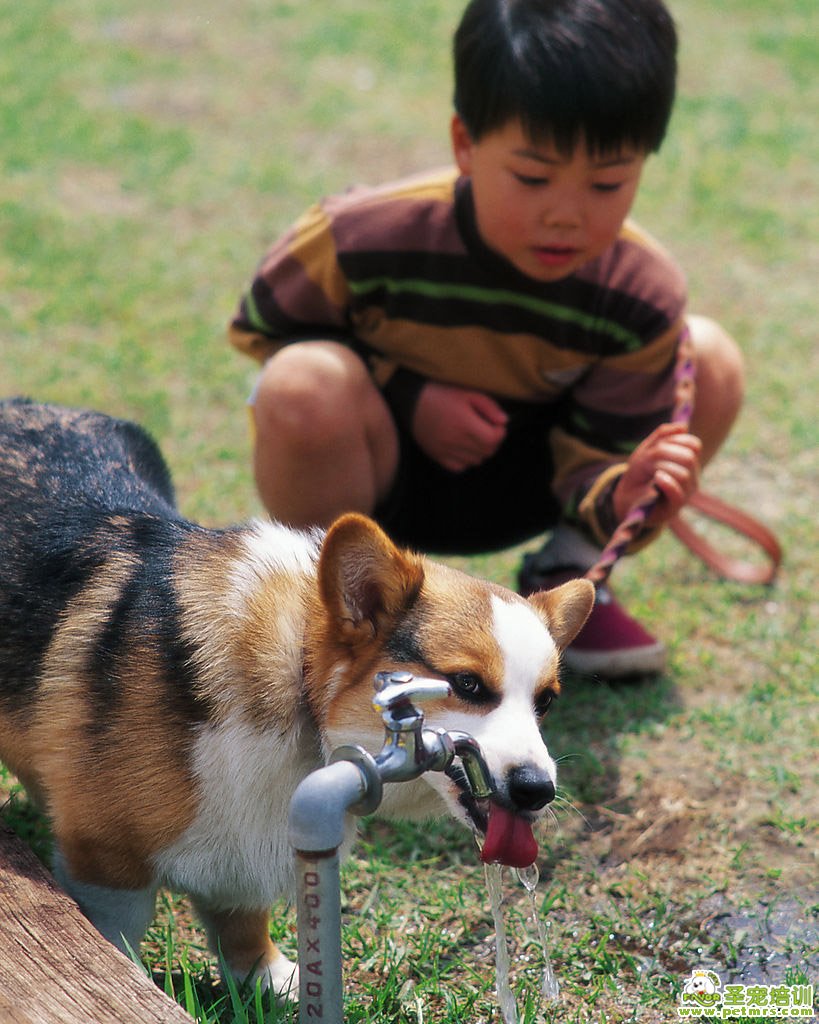 狗狗喝水