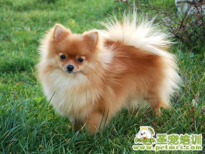 狂犬病的詳細介紹
