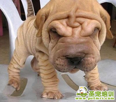 如何判斷狗狗是否超重