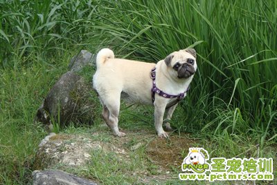 狗狗腎結(jié)石的診斷和治療方法