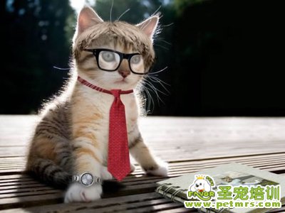犬貓皮膚真菌病的介紹及防治