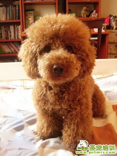 貴賓犬常見疾病的治療方法