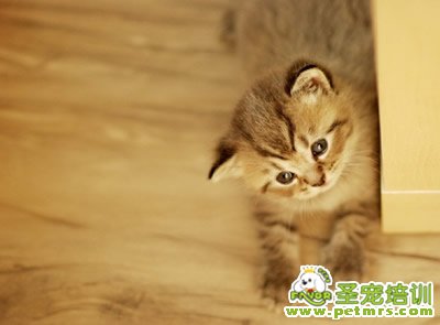 貓咪萌圖