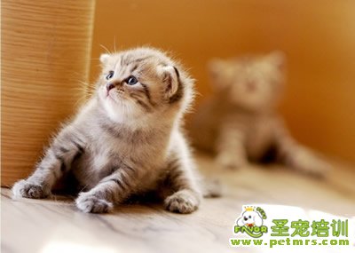 貓咪美容的知識