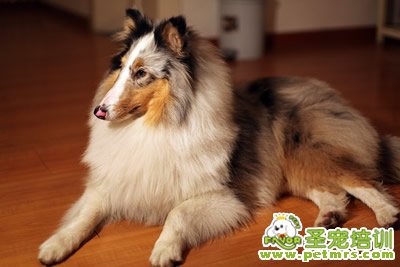 寵物狗狗美容