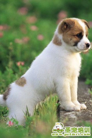 如何照顧幼犬