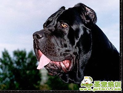 怎樣照顧老年犬