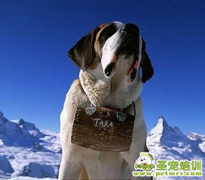 冬天該如何給狗狗補充能量