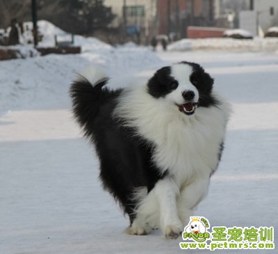 可愛狗狗