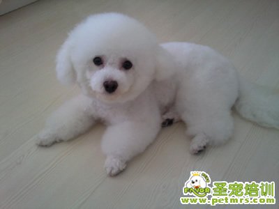 引發狗狗咳嗽的多種疾病