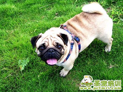 八哥犬美容