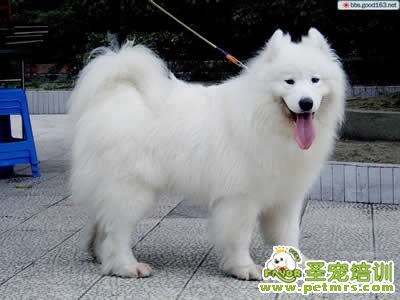 狗狗美容
