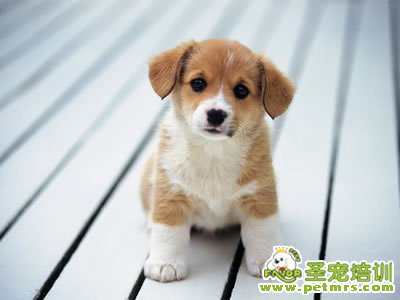 狗狗美容比賽
