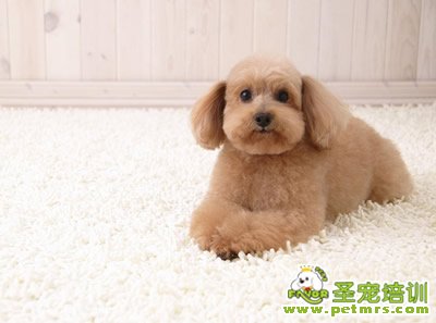 可愛狗狗