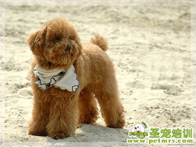 貴賓犬美容