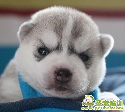 哈士奇美容