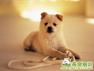 狗狗美容