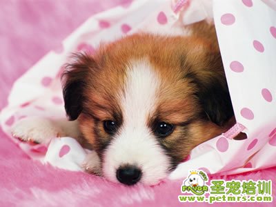 寵物狗狗美容