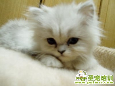 金吉拉毛美容