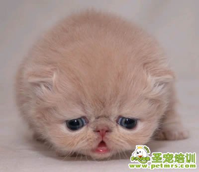 貓咪美容