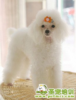 貴賓犬