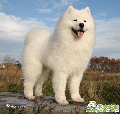 帶狗狗慢慢跑步