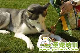 狗狗吃飯