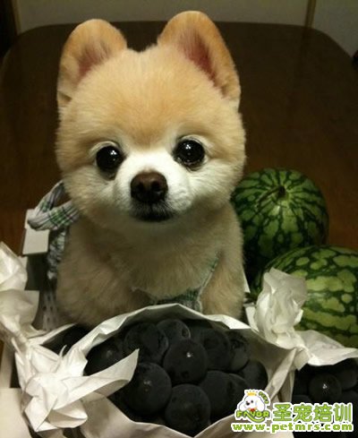 狗狗食糞癥的診斷和治療方法
