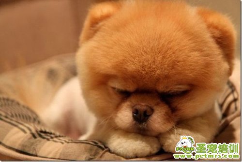 狗狗生病的幾種原因