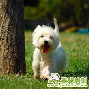 西高地白梗