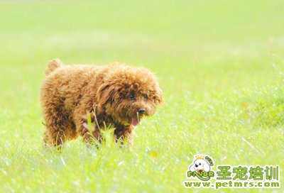 貴賓狗狗美容