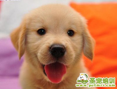 金毛犬狗狗