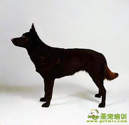 澳大利亞卡爾比犬