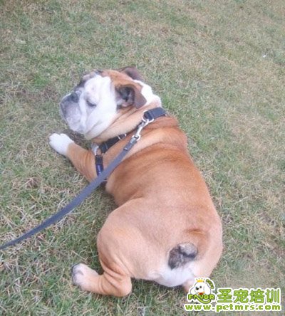 可愛狗狗