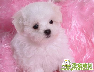 應(yīng)當(dāng)定期給寵物做健康檢查