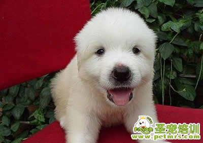 狗狗吃洋蔥中毒的治療方法