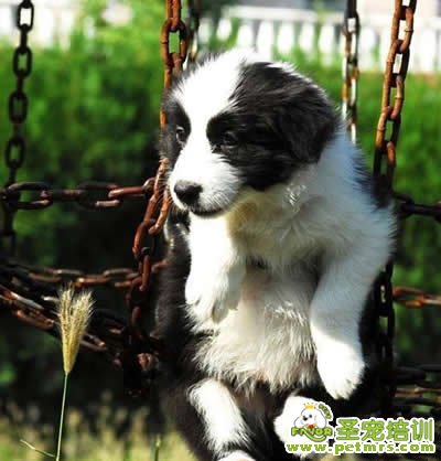 狗狗分離焦慮癥的治療方法