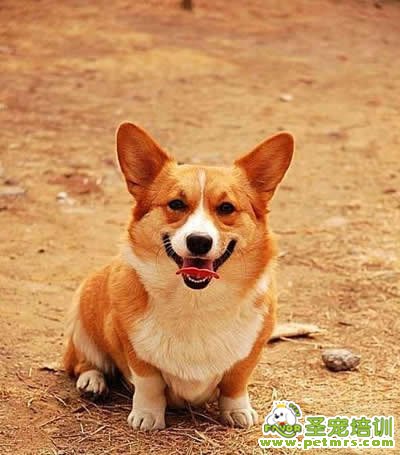 狗狗鼻炎的診斷和治療方法