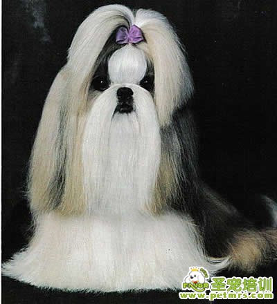 寵物美容