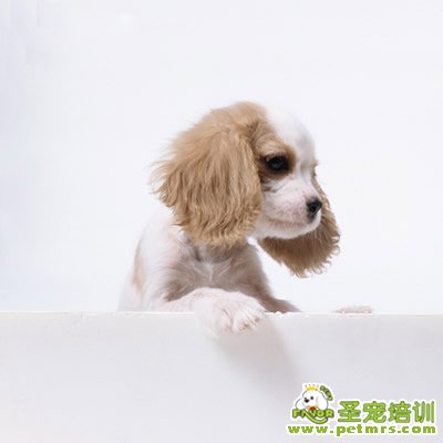 狗狗美容