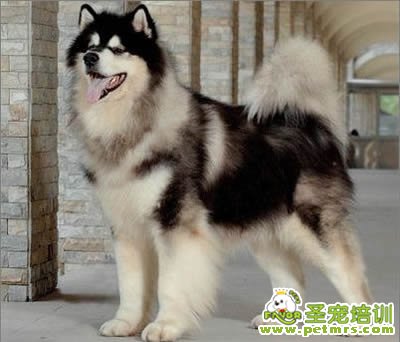 狗狗美容