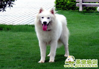 狗狗美容