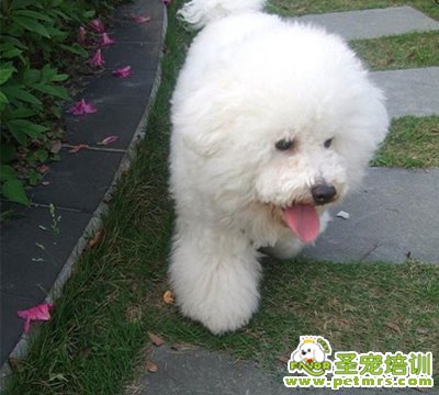 狗狗美容