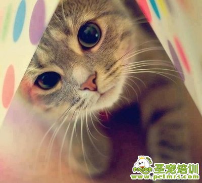 貓咪美容