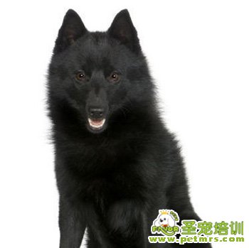 史奇派克犬標準