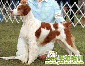 不列塔尼獵犬