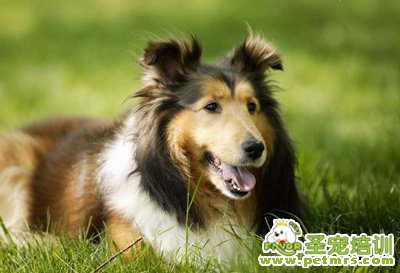 喜樂蒂牧羊犬
