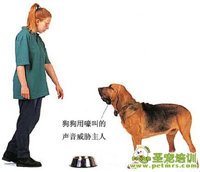 狗狗護食