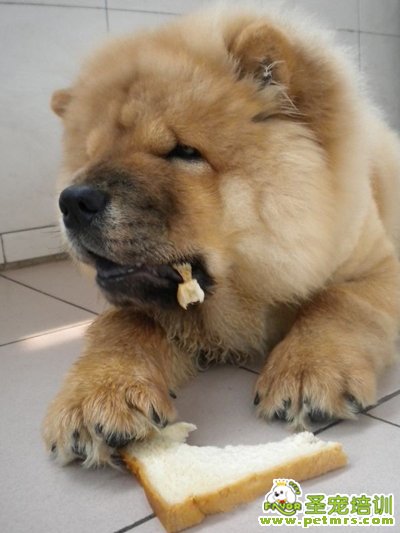 狗狗玩游戲
